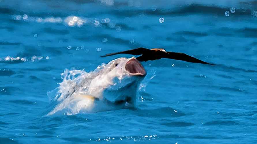 Ловля наоборот. Появилось видео, как рыбы охотятся на птиц