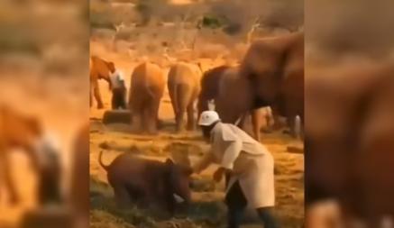 Видео, как слон учит своего детеныша обращаться с людьми, набрало 24 млн просмотров. Почему?