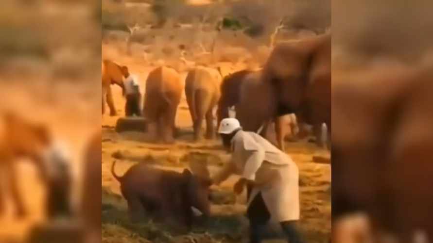 Видео, как слон учит своего детеныша обращаться с людьми, набрало 24 млн просмотров. Почему?