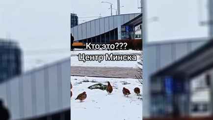 «Белорусские пингвины» — В центре Минска заметили странных птиц