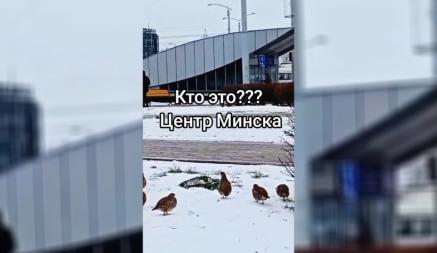 «Белорусские пингвины» — В центре Минска заметили странных птиц
