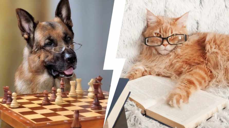 Кто умнее — кошки или собаки? Вот что выяснили ученые