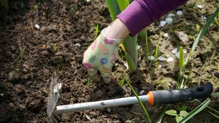 Штраф до 800 рублей. В МВД предупредили белорусских дачников о наказании за выращивание одного растения
