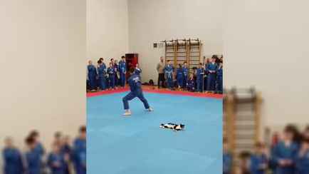 «Как мило» — Невозмутимый кот оказался в центре внимания на соревнованиях по боевым искусствам в Витебске