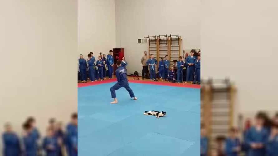 «Как мило» - Невозмутимый кот оказался в центре внимания на соревнованиях по боевым искусствам в Витебске
