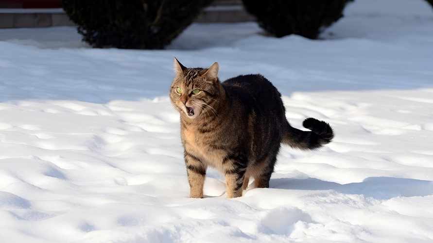 Фото иллюстрационное