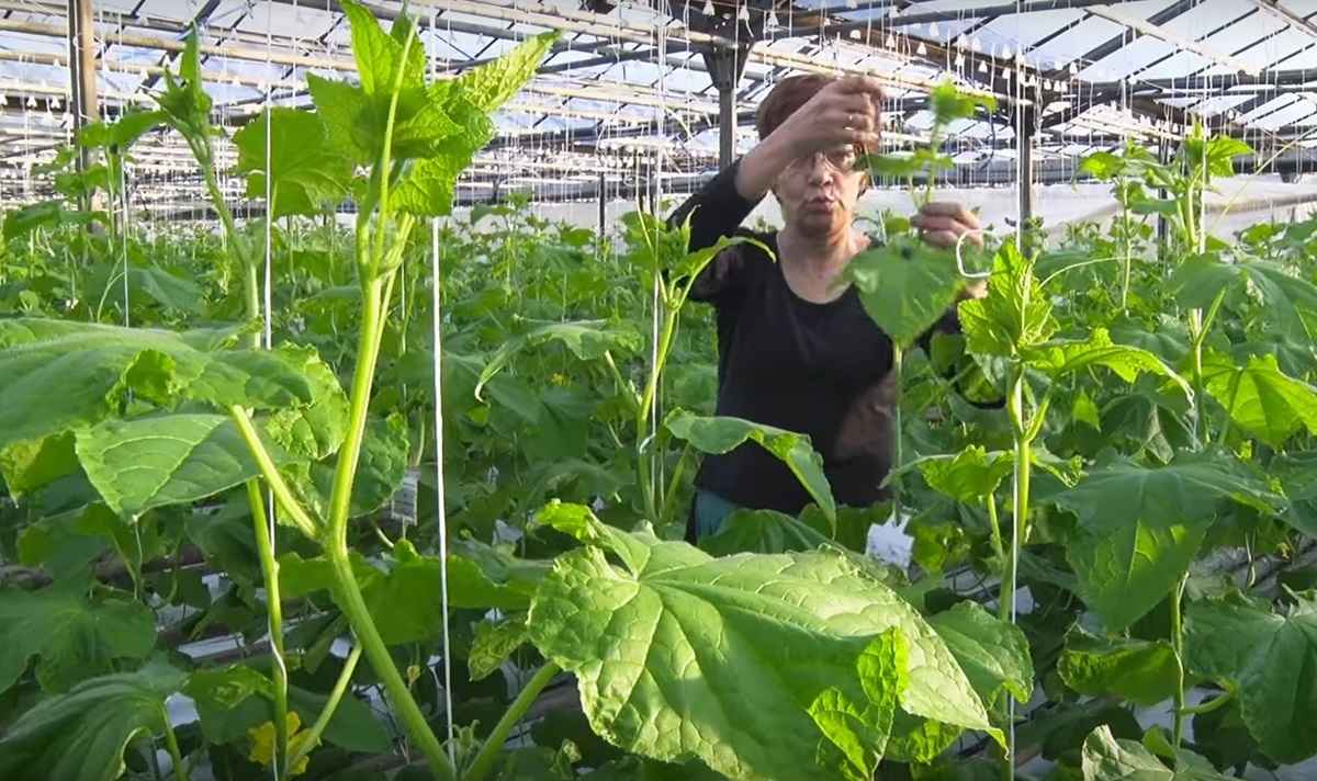 Скриншот видео "ГродноПлюс"