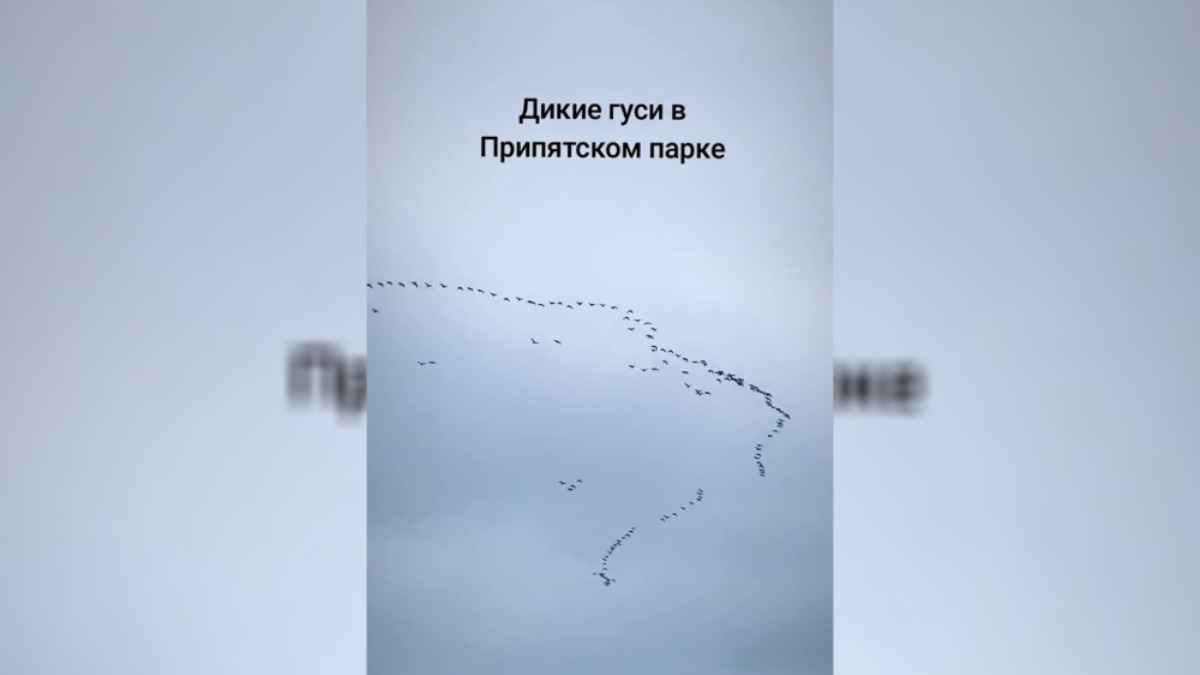 "Ура! Весна идёт!" - В белорусском заповеднике заметили огромную стаю диких гусей