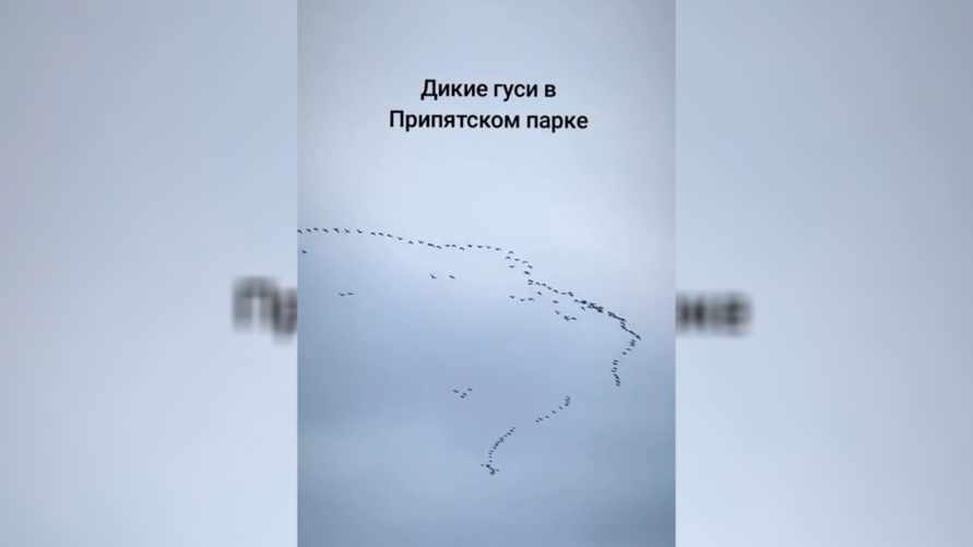 "Ура! Весна идёт!" - В белорусском заповеднике заметили огромную стаю диких гусей