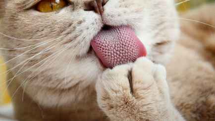 Почему кошки вылизывают себя после еды? Оказывается, дело не просто в чистоплотности