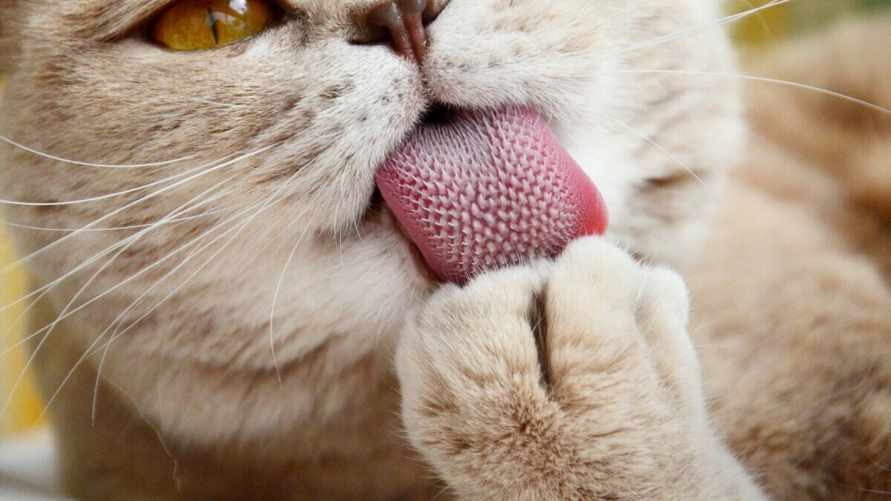 Почему кошки вылизывают себя после еды? Оказывается, дело не просто в чистоплотности