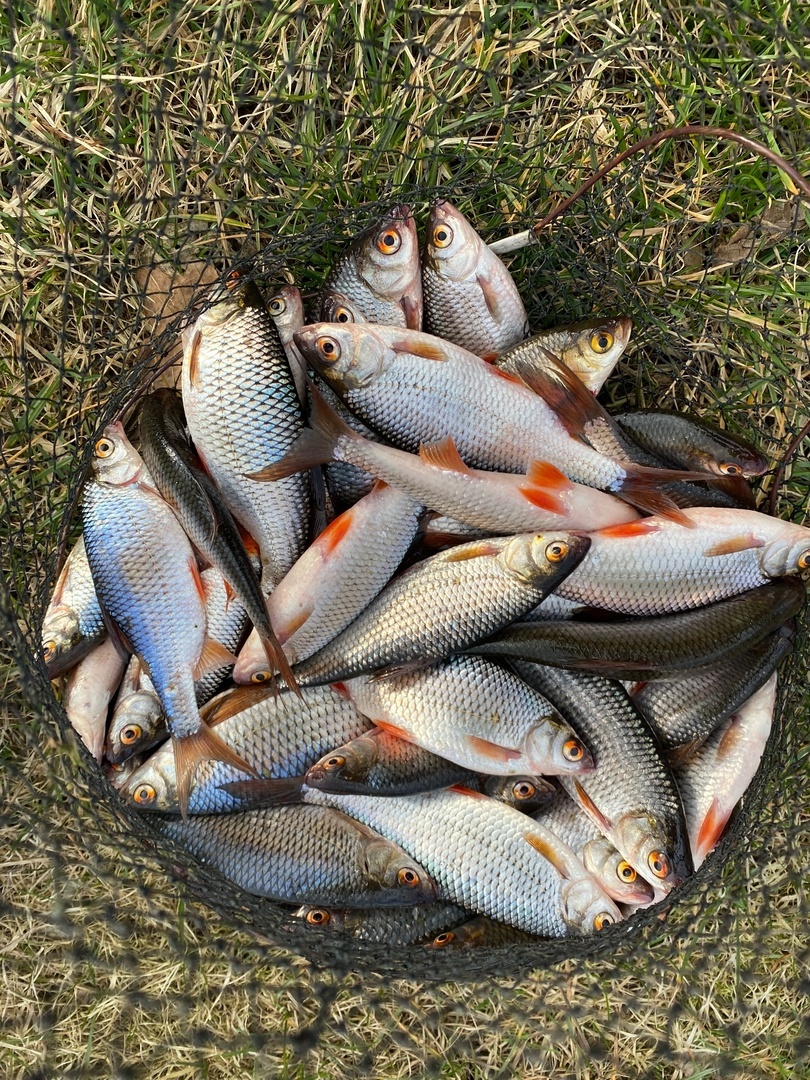 «Берите тяжёлые кормушки» – Рыбаки показали улов на водоемах под Гродно