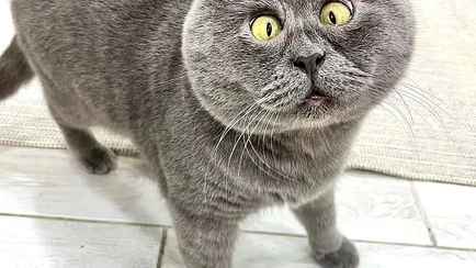 Кот Федя стал кумиром 313 тысяч подписчиков. Чем удивил?