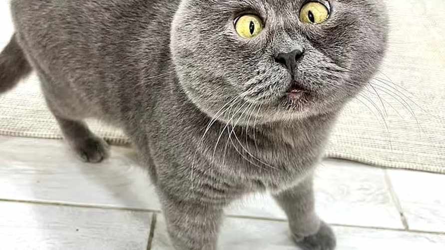 Кот Федя стал кумиром 313 тысяч подписчиков. Чем удивил?