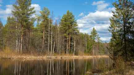 В каждой области. Ограничения на посещение лесов ввели уже в 62 районах Беларуси