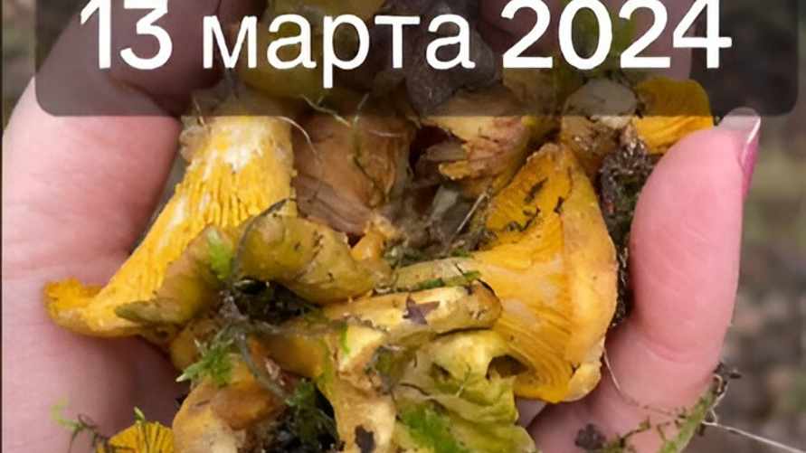 "Реальность, офигеть!" — Белорусы поделились урожаем мартовских лисичек. Где нашли?