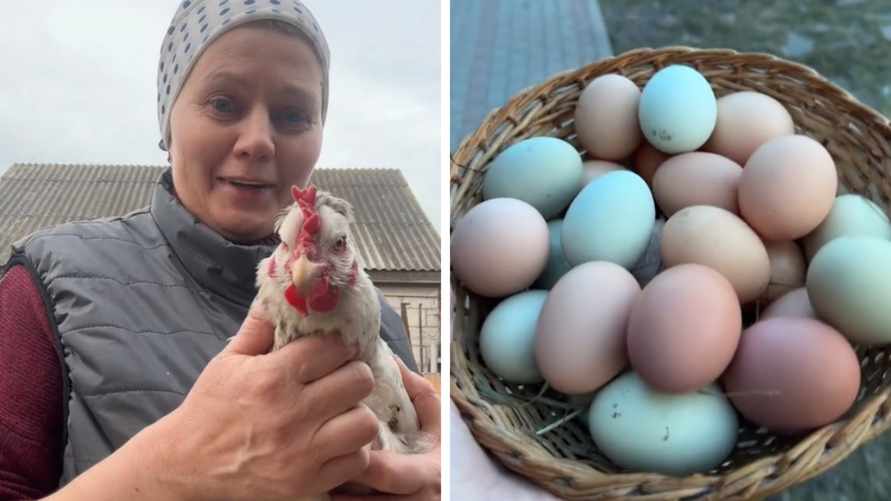 Видео из белорусской деревни о курах, несущих зеленые и голубые яйца, набрало 630 тыс. просмотров