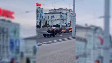 «А техосмотр есть?» — Ролик с конной повозкой в центре Витебска набрал сотни тысяч просмотров