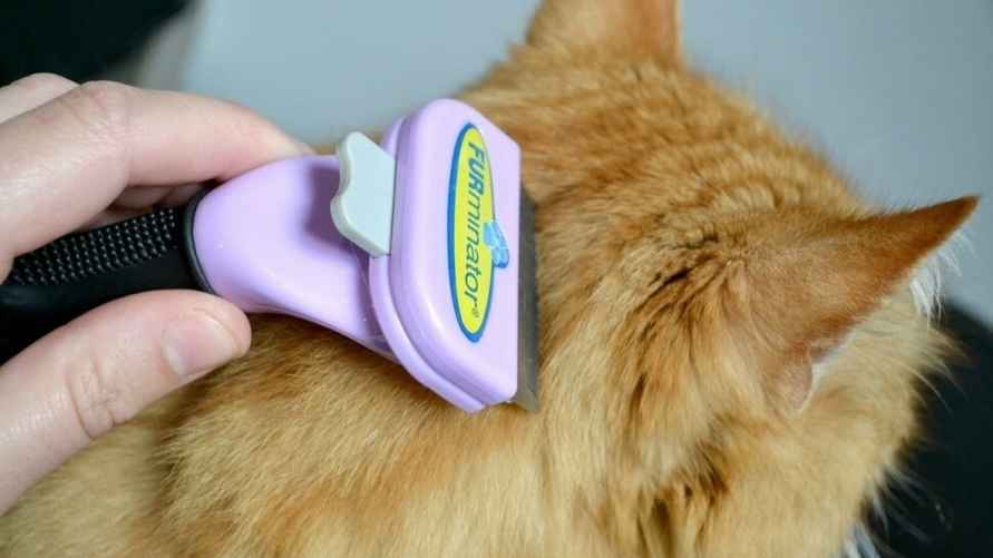 Вычесывание кошки фурминатором
