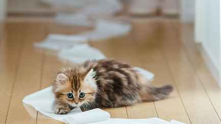 Учёные выяснили, что у хозяев домашних животных полы чище, чем у тех, у кого их нет. Почему?