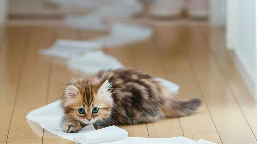 Учёные выяснили, что у хозяев домашних животных полы чище, чем у тех, у кого их нет. Почему?