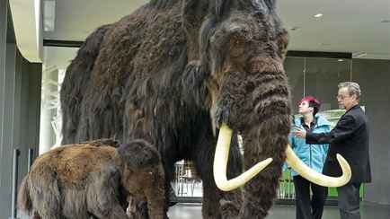 Ученые объявили о прогрессе в воскрешении мамонта