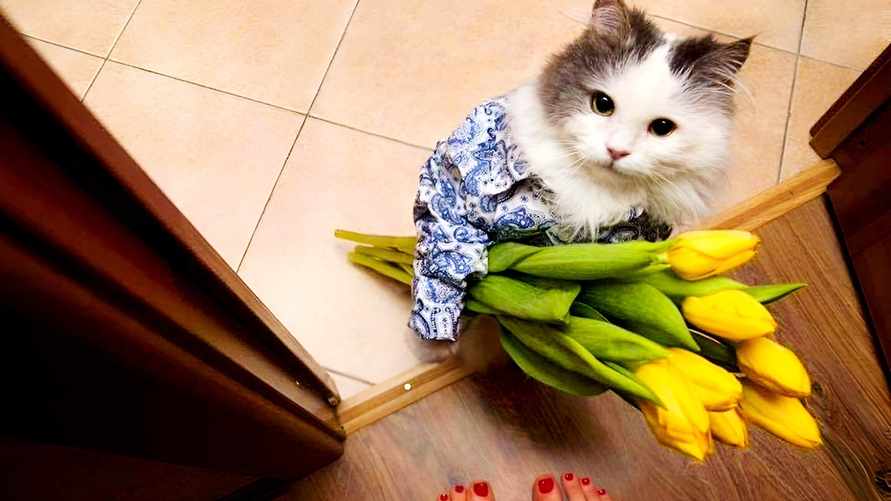 Как продлить жизнь подаренным цветам? Разобрались, какие лайфхаки действительно работают