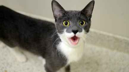 Почему кошки внезапно начинают жалостливо кричать? Это нужно знать каждому хозяину