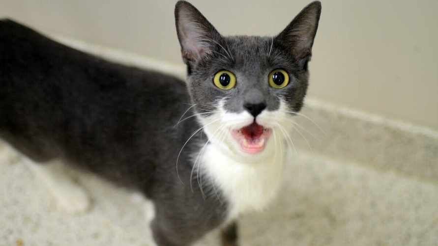 Почему кошки внезапно начинают жалостливо кричать? Это нужно знать каждому хозяину