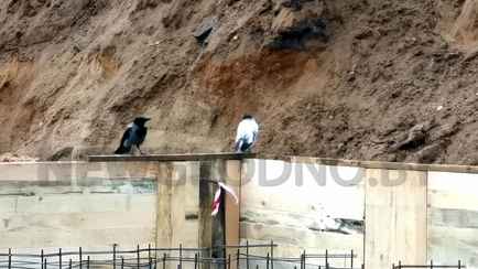 В Гродно прохожие заметили белую ворону. А вы видели такую?