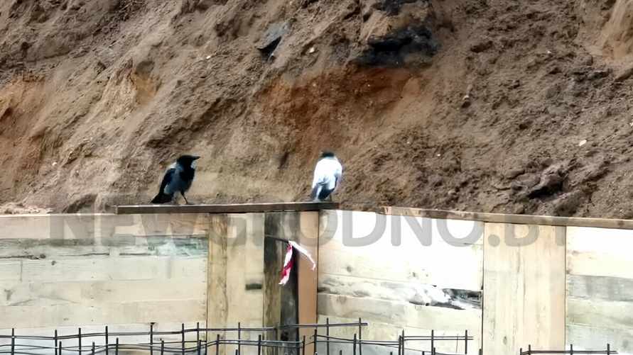 В Гродно прохожие заметили белую ворону. А вы видели такую?