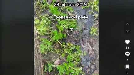 Пора на дачи? Белоруска показала, что уже взошло к 1 марта на огороде
