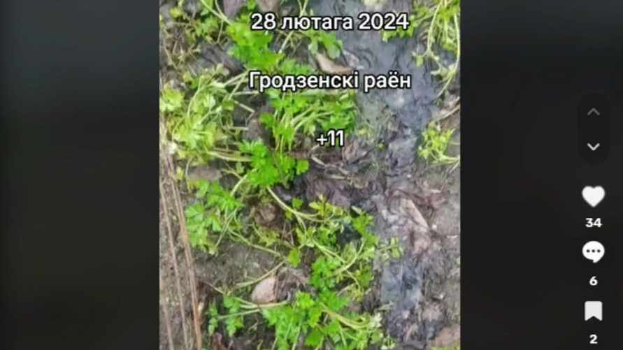 Пора на дачи? Белоруска показала, что уже взошло к 1 марта на огороде