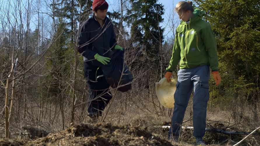 Белорусам разрешили выкапывать в лесу деревья и кусты. Но есть нюанс