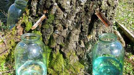 Штраф до 1200 рублей. Минлесхоз рассказал белорусам, что нельзя делать при сборе березового сока