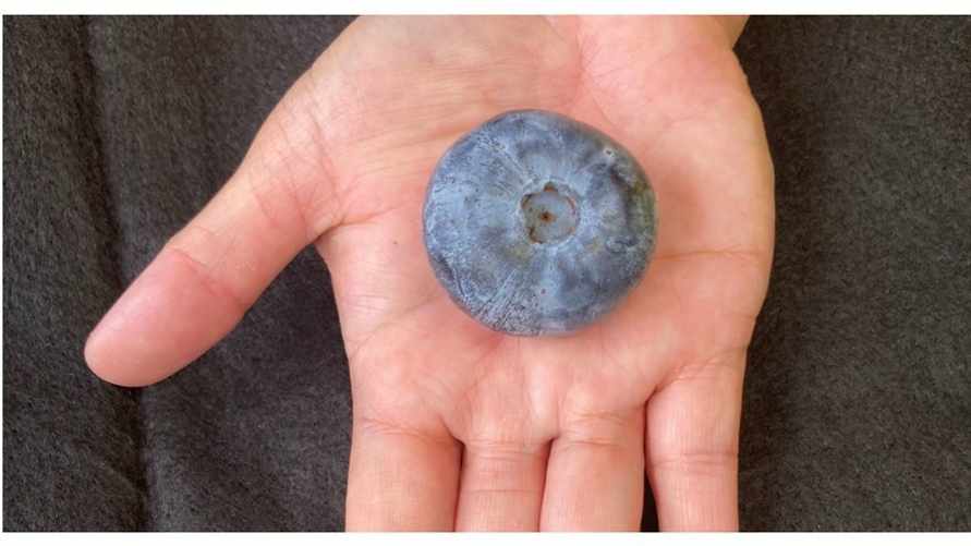 В Австралии вырастили самую большую в мире чернику. Сколько весит?