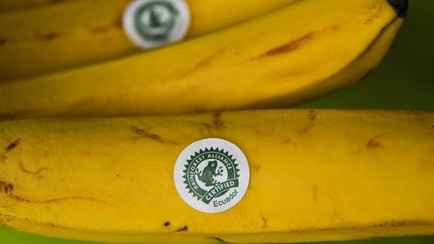 Бананы с «лягушкой» встревожили белорусских покупателей. В чем дело?