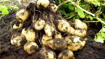«Ведро картошки с одного куста» — Белорус показал, как вырастить много крепких клубней
