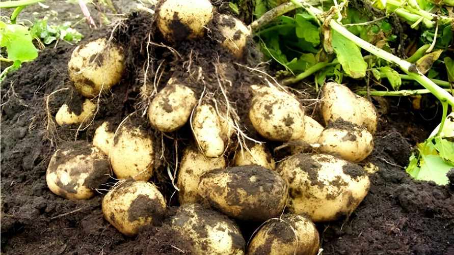 "Ведро картошки с одного куста" — Белорус показал, как вырастить много крепких клубней