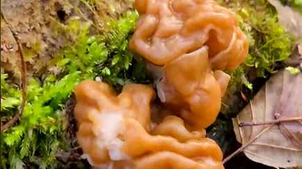 «Аж дух перехватило…» — В TikTok показали, где в Беларуси пошли строчки. Как найти?