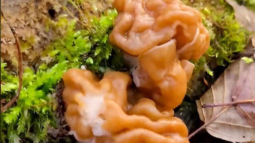 "Аж дух перехватило..." — В TikTok показали, где в Беларуси пошли строчки. Как найти?