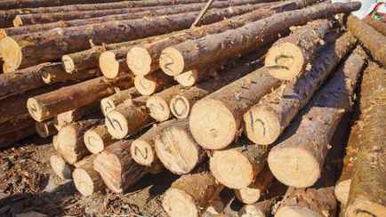 КГК решил проверить белорусов, которые закупали древесину в лесхозах. За что могут наказать?