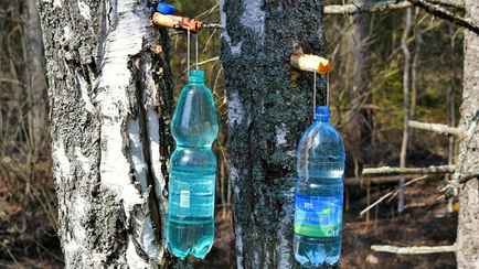 Меньше 50 копеек за литр. В Беларуси начали собирать березовый сок. Какие цены?