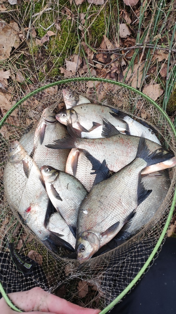 «Берите тяжёлые кормушки» – Рыбаки показали улов на водоемах под Гродно