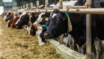 В Пинском районе женщину госпитализировали с разрывом печени после удара коровы