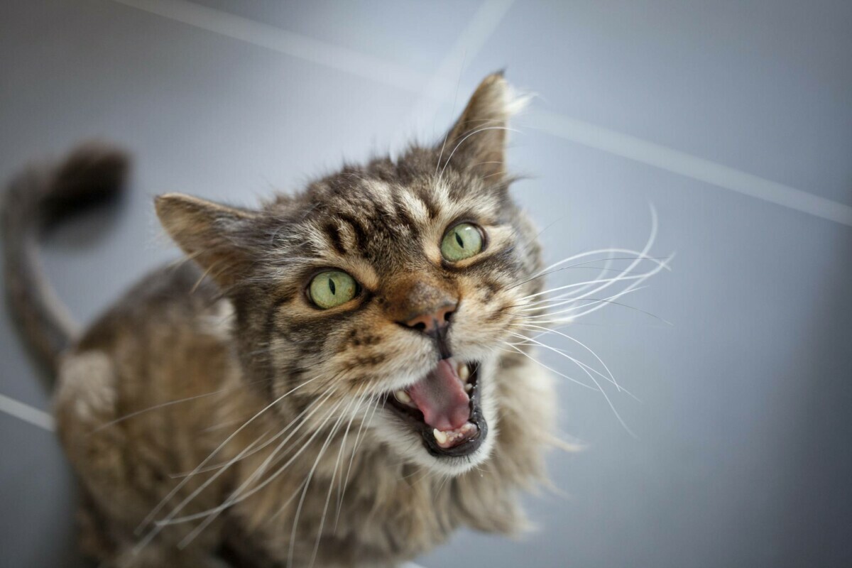 Почему кошки внезапно начинают жалостливо кричать? Это нужно знать каждому хозяину