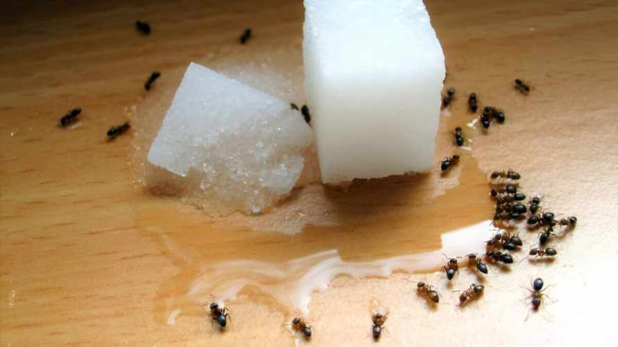 Как избавиться от муравьёв на кухне? Нашли 5 способов, которые точно помогут