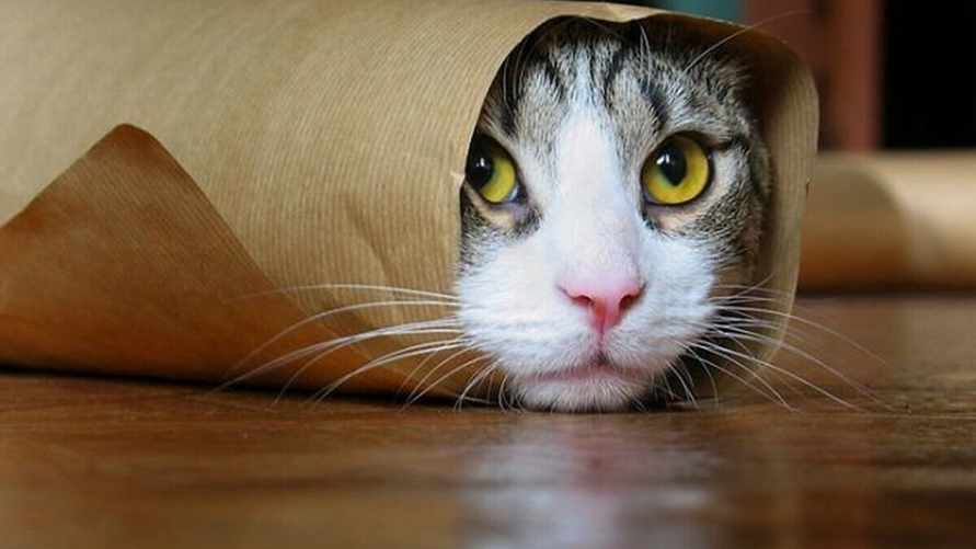 Кошки обожают эти 12 вещей. Узнайте, как их осчастливить