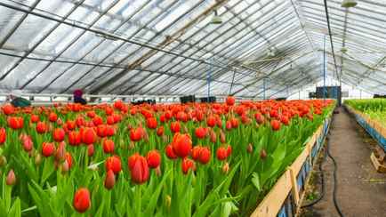 «До 500 штук нераспроданных» — Белорусские фермеры рассказали, сколько зарабатывают на тюльпанах к 8 марта