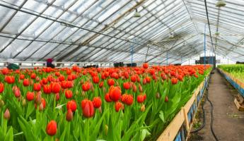 «До 500 штук нераспроданных» — Белорусские фермеры рассказали, сколько зарабатывают на тюльпанах к 8 марта